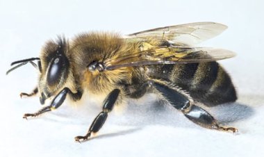 ქართველი ფუტკარი, მსოფლიოს მპყრობელი!