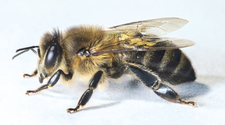 ქართველი ფუტკარი, მსოფლიოს მპყრობელი!