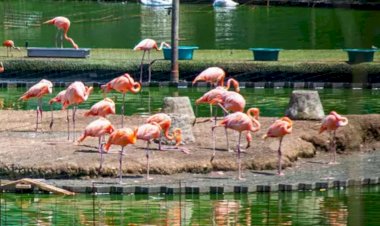 გაზაფხულს ერთი „სტოიკოსიც“ მოიყვანს!