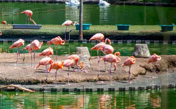 გაზაფხულს ერთი „სტოიკოსიც“ მოიყვანს!