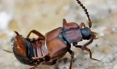 „შიგევროპელმა“ ლომეხუზამ საქართველოშიც იპოვა „წითელი ჭიანჭველები“ და უმოწყალოდ ნთქავს