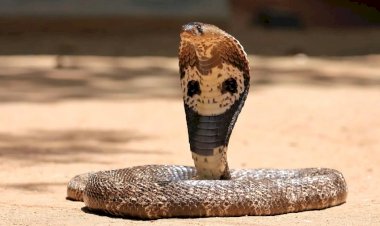 „ კობრას ეფექტი“